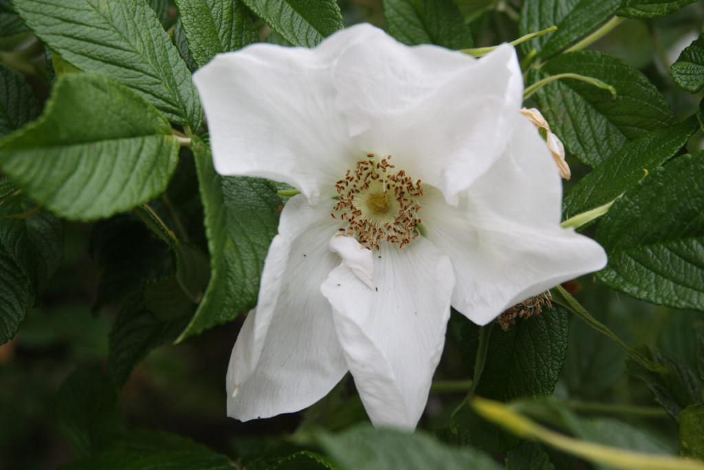 růže Nyveldt�s White