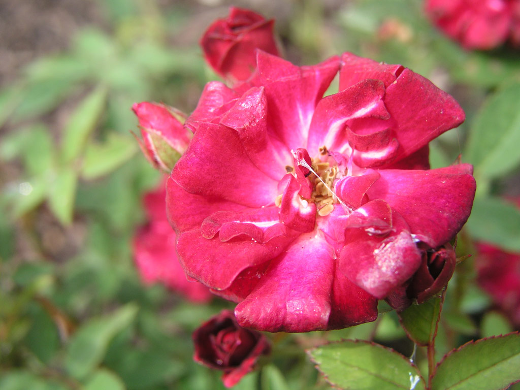 růže Oakington Ruby