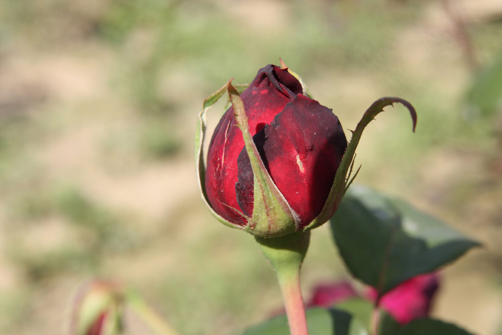 růže Oklahoma