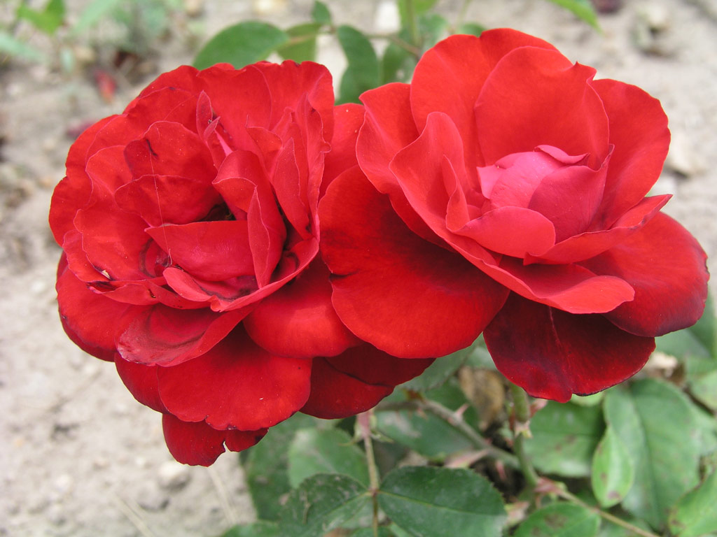 růže Olala