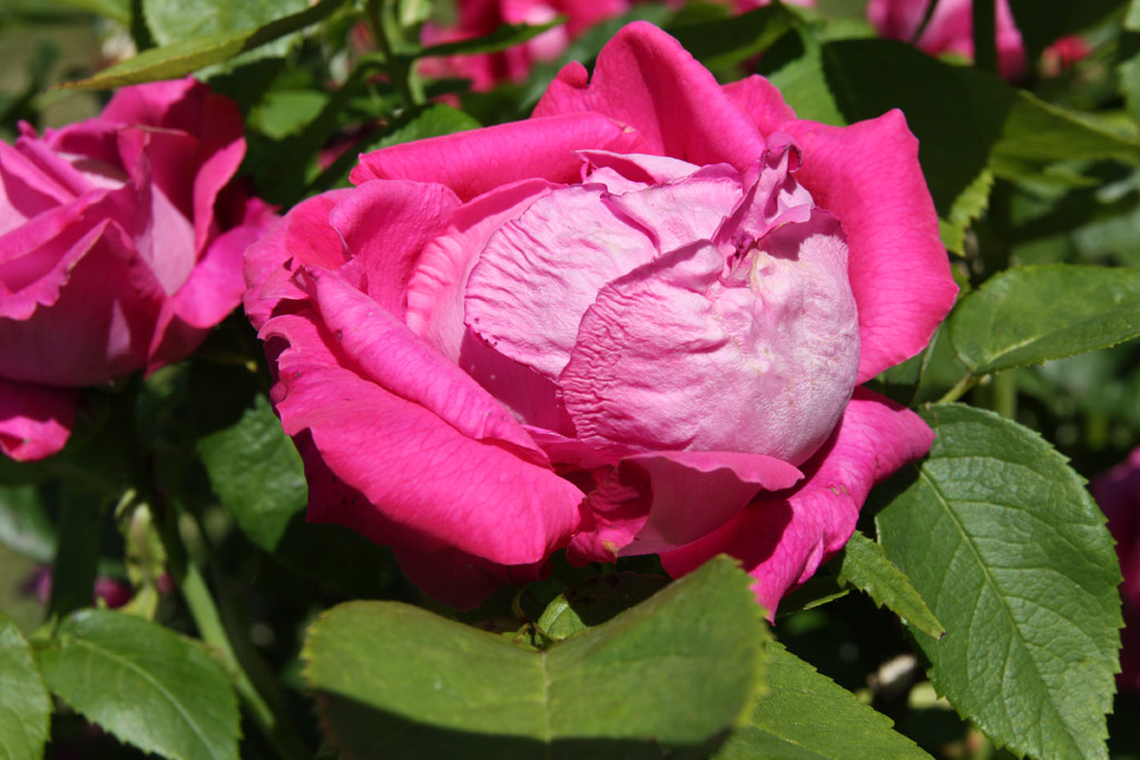 růže Old Blush China