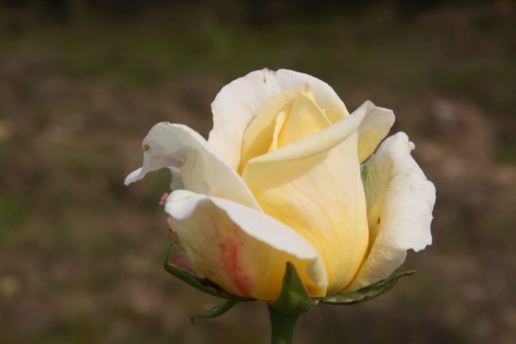 růže Olga