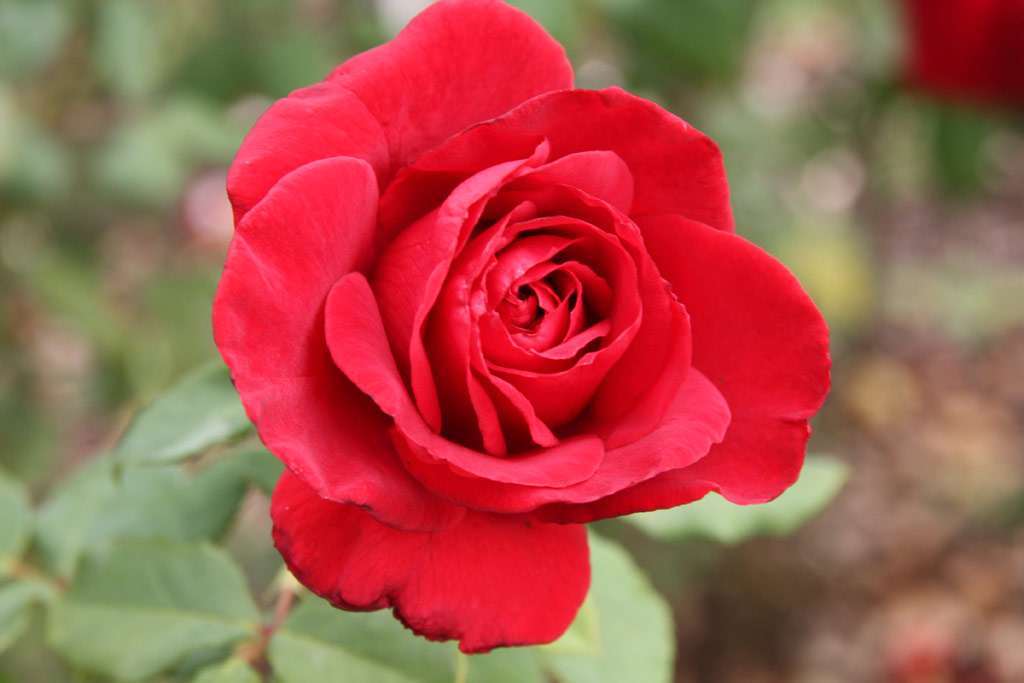 růže Olivia (Tantau)