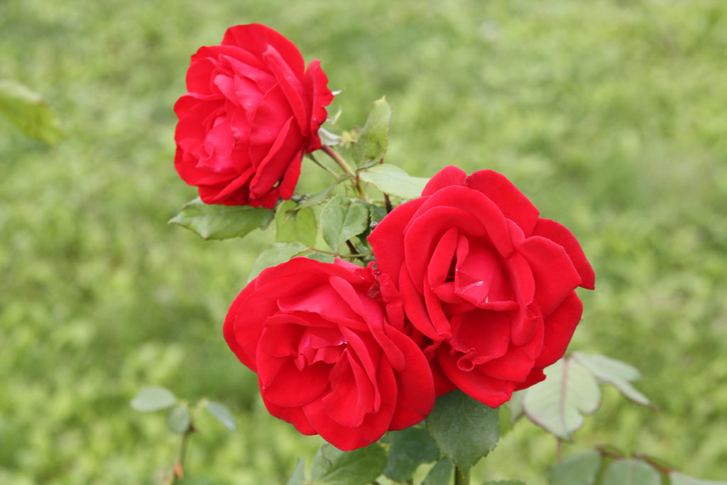 růže Olympia (Mc Gredy)