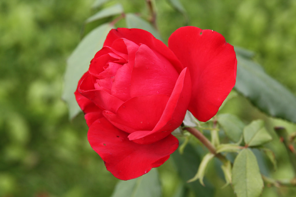 růže Olympia (Mc Gredy)