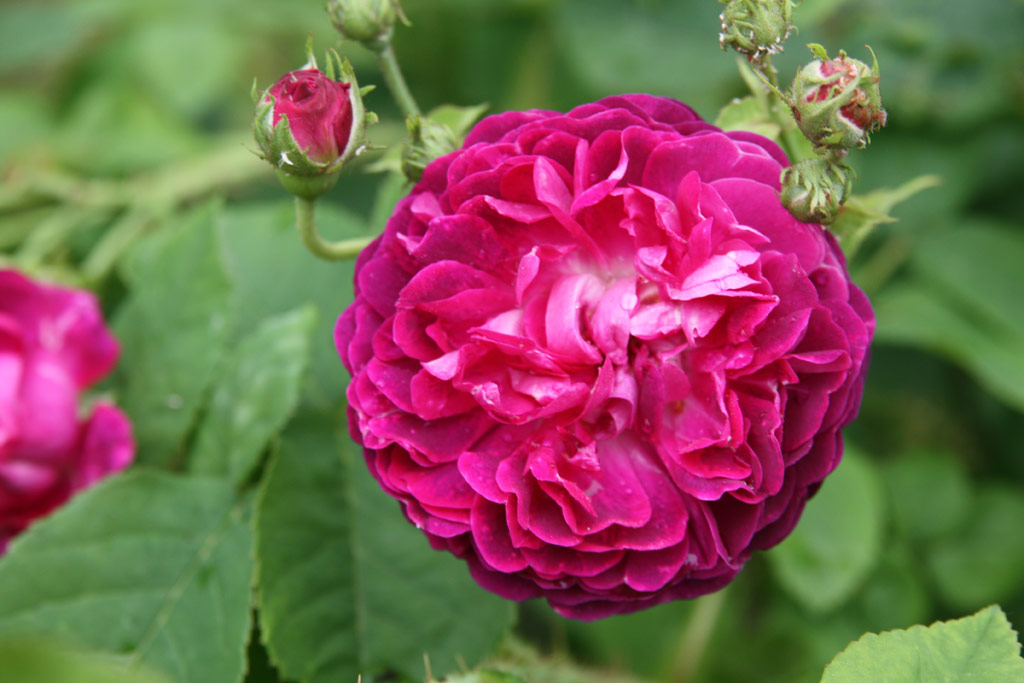 růže Ombre Parfaite
