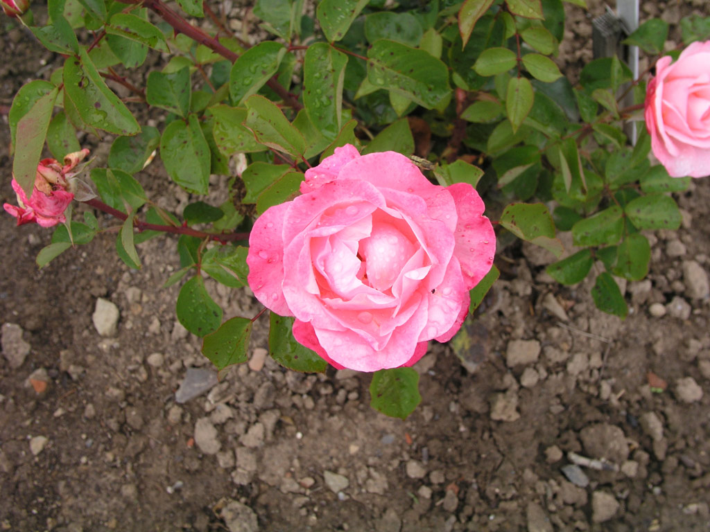 růže Operettenrose