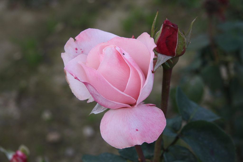 růže Operettenrose
