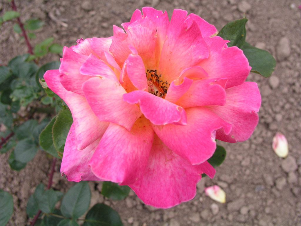 růže Ophelia (Chotobus)