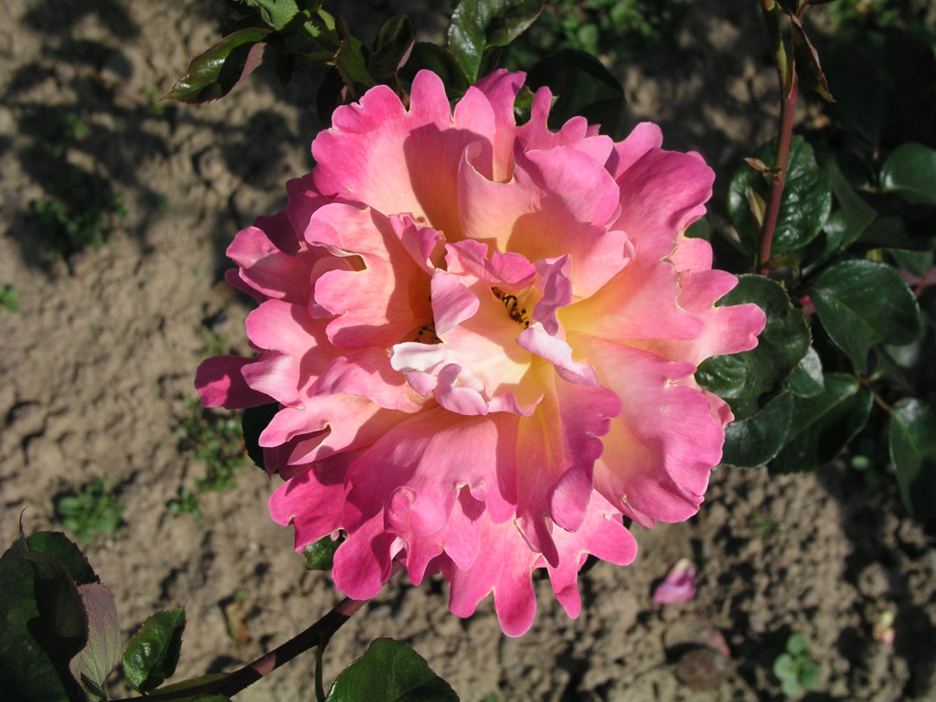 růže Ophelia (Chotobus)