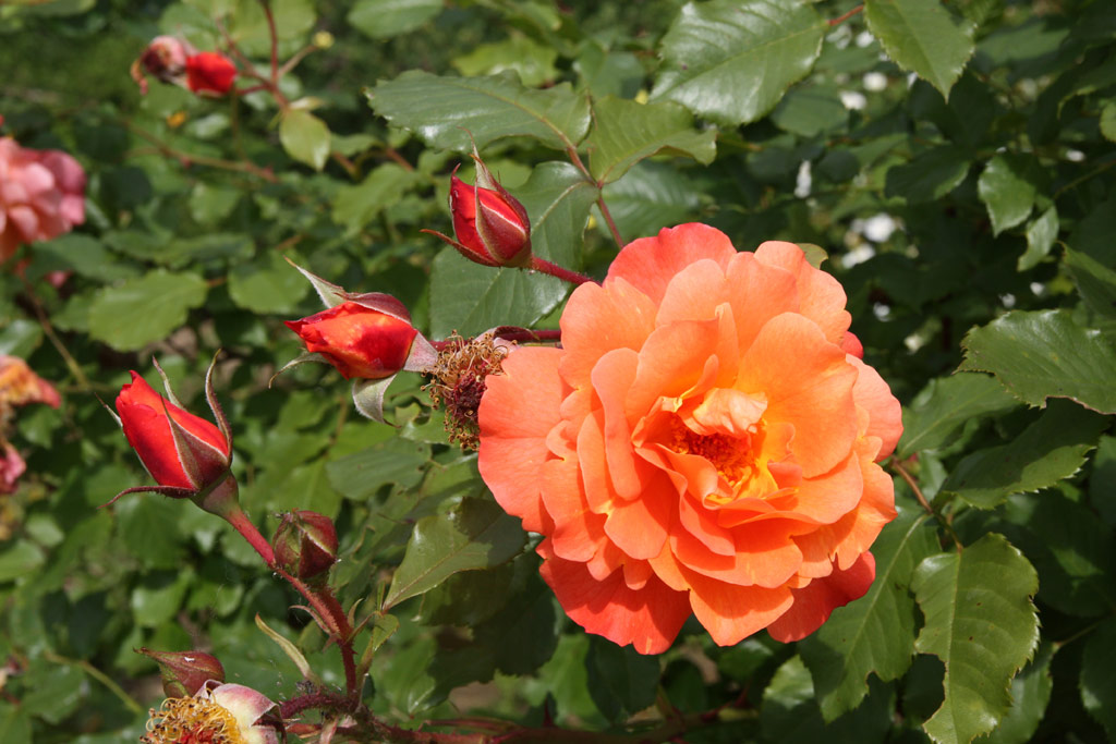 růže Orange Beauty