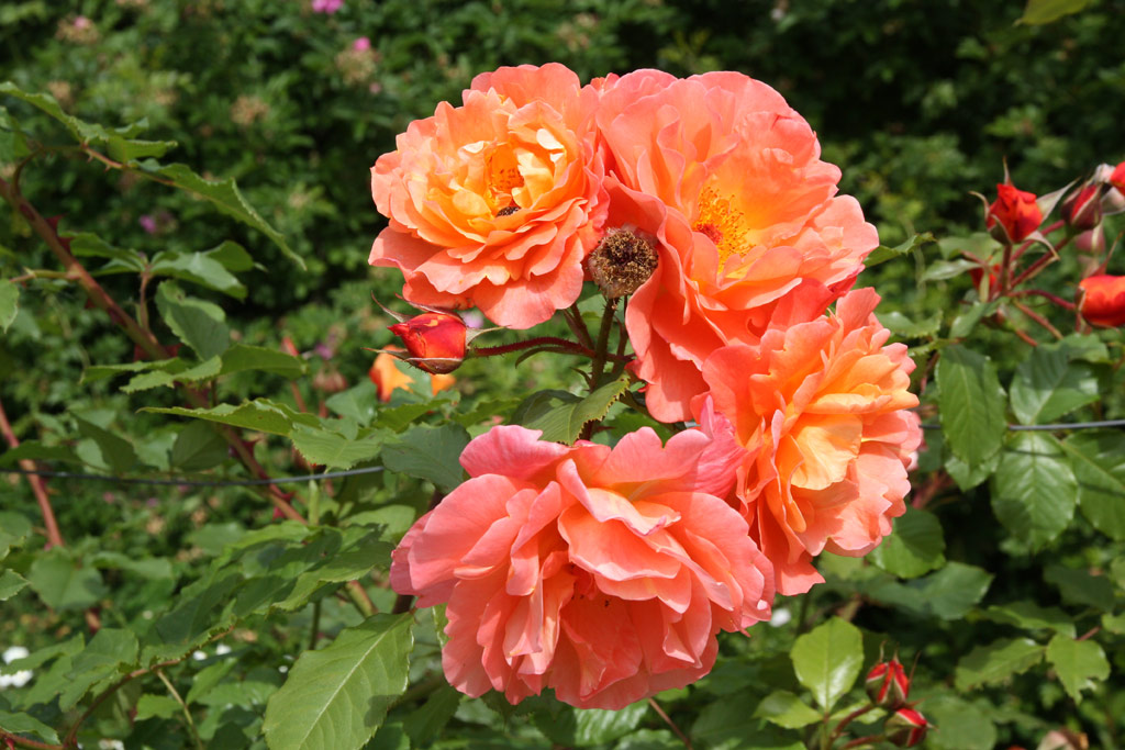 růže Orange Beauty