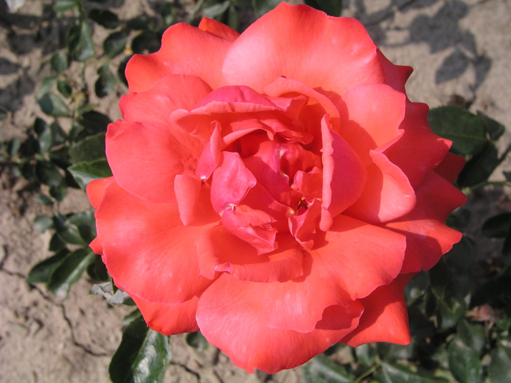 růže Orange Flame