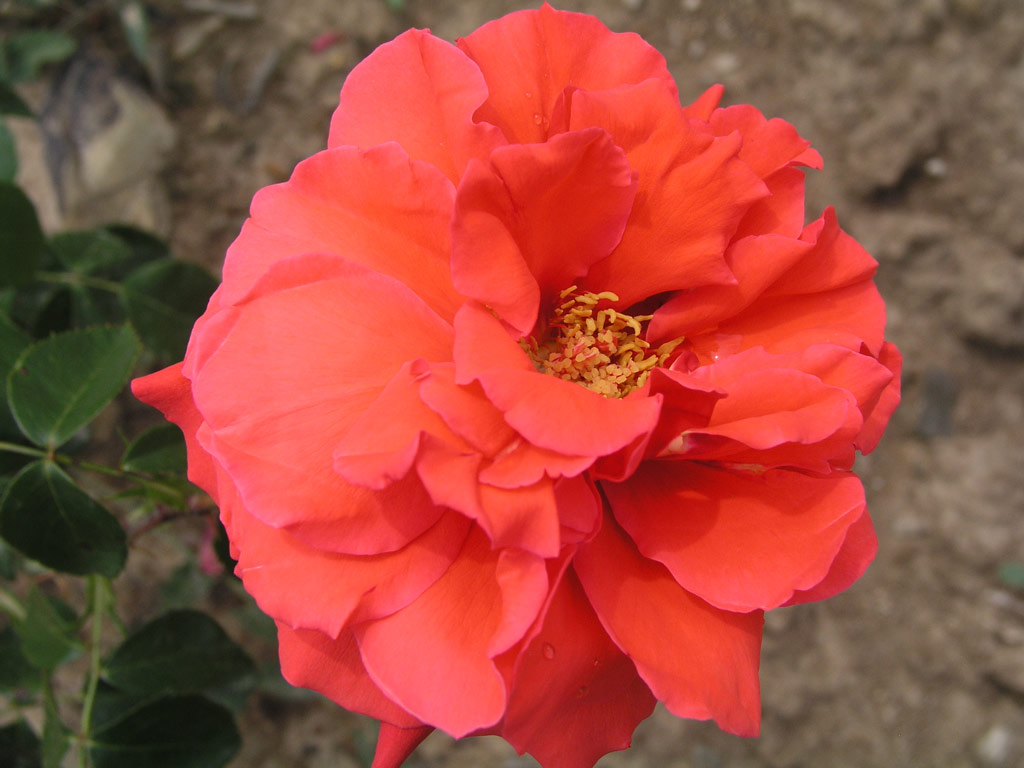 růže Orange Flame