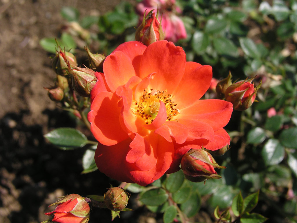růže Orange Flame (Borov Hora)