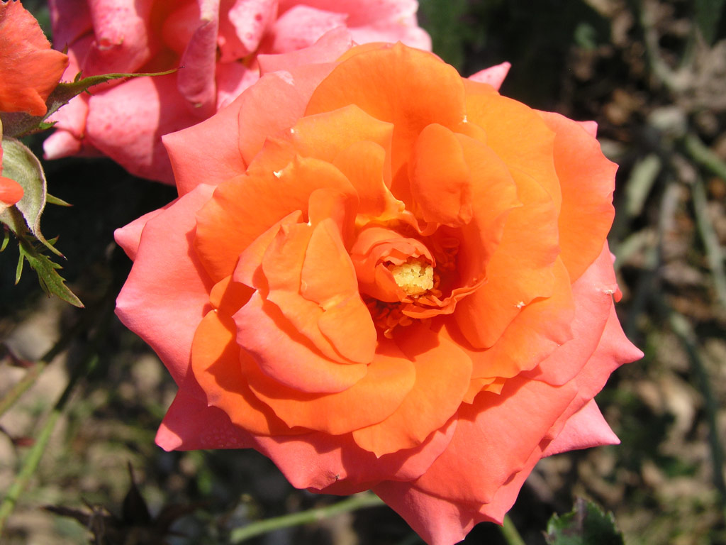 růže Orange Garnette