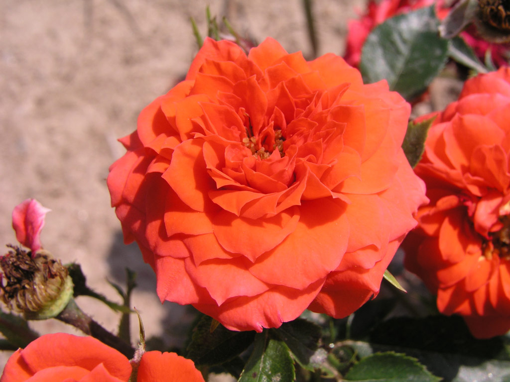 růže Orange Jewel