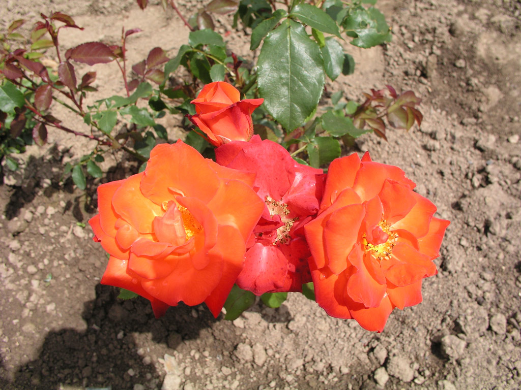 růže Orange Sensation