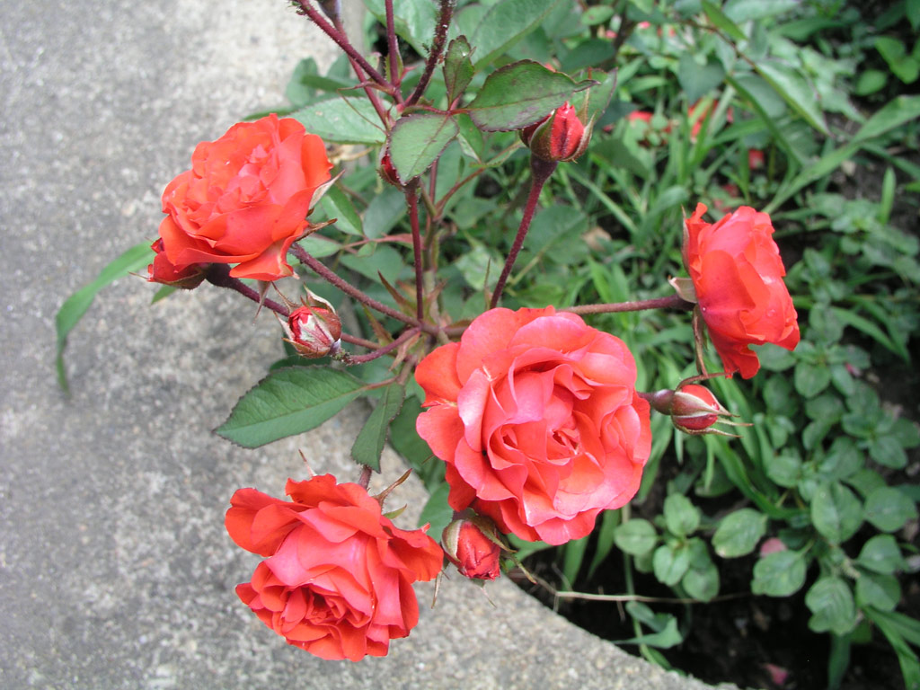 růže Orange Triumph