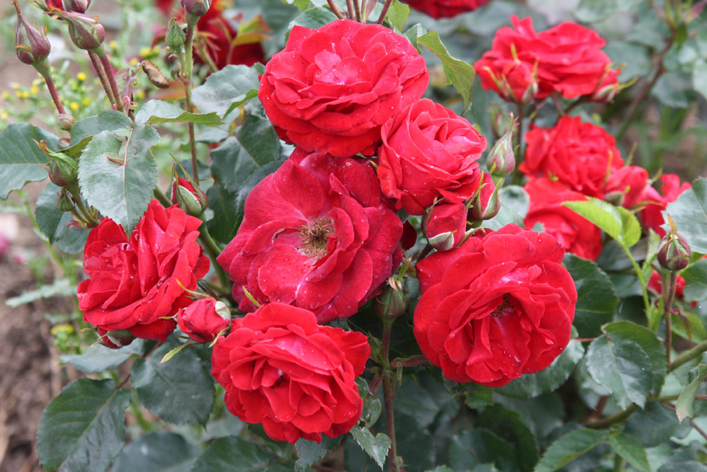 růže Orava