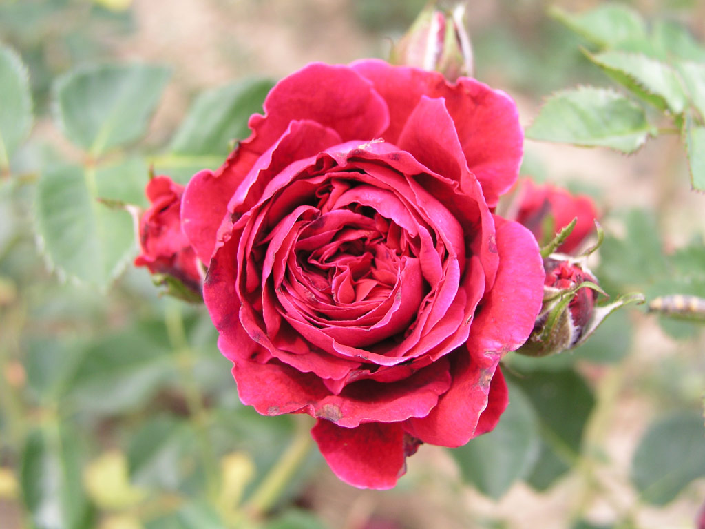růže Orava