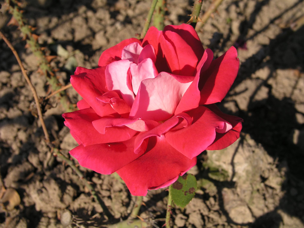 růže Orion