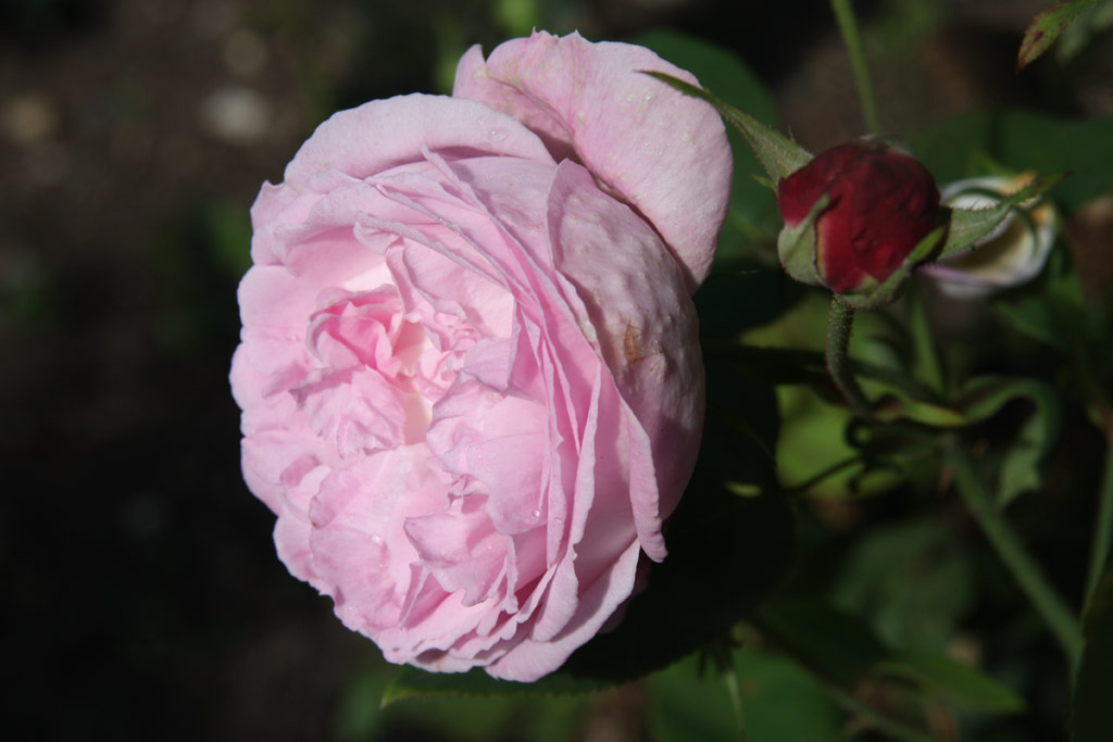 růže Oscar Chauvry