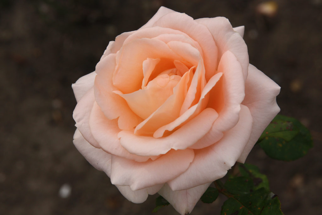 růže Osiana