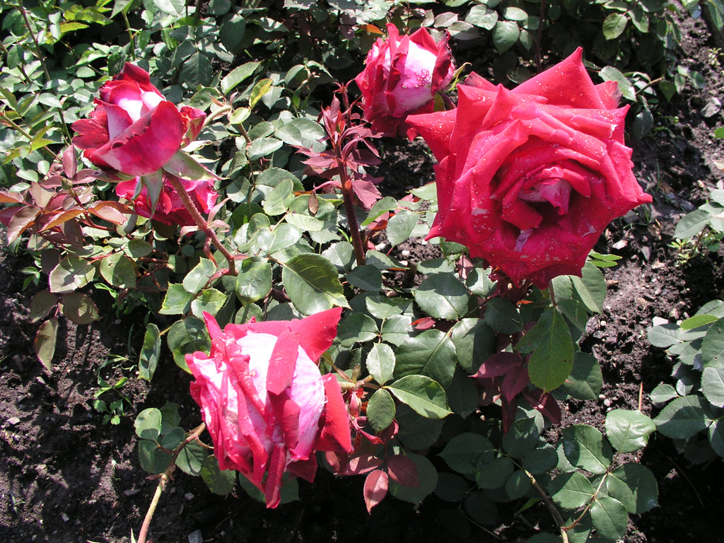 růže Osiria