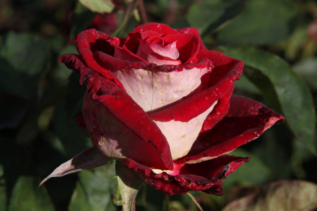 růže Osiria