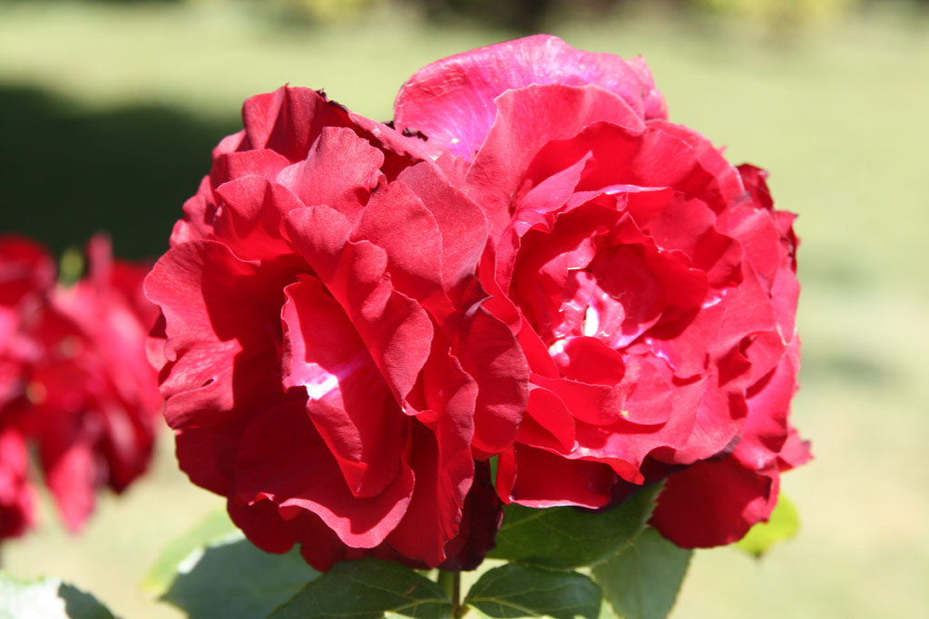 růže Oskar Scheerer