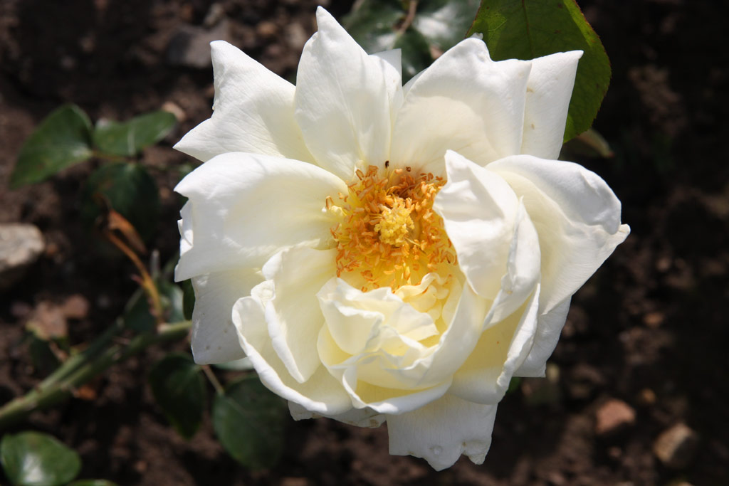 růže Oswald Sieper