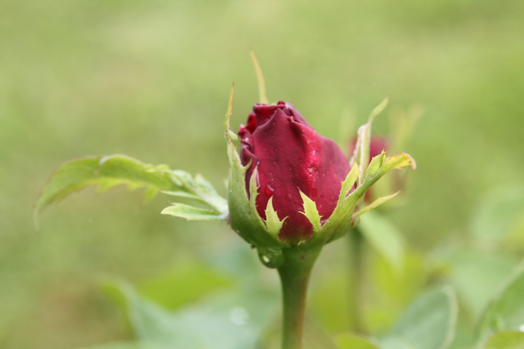 růže Othello