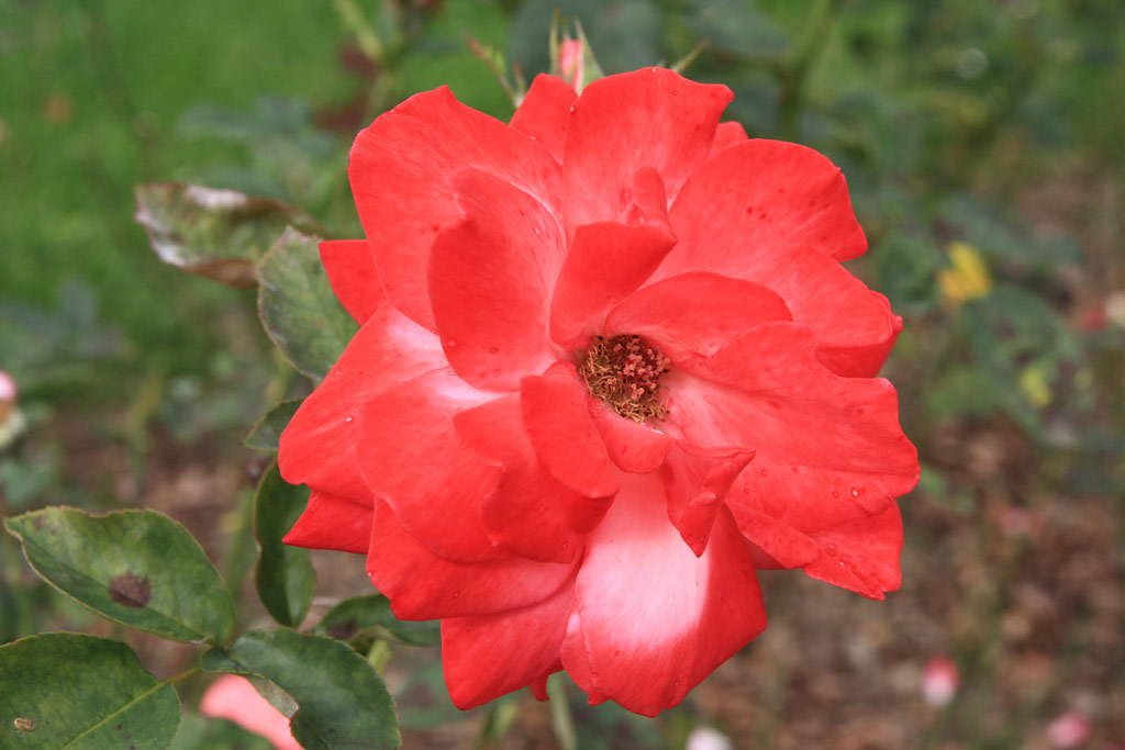 růže Ovation