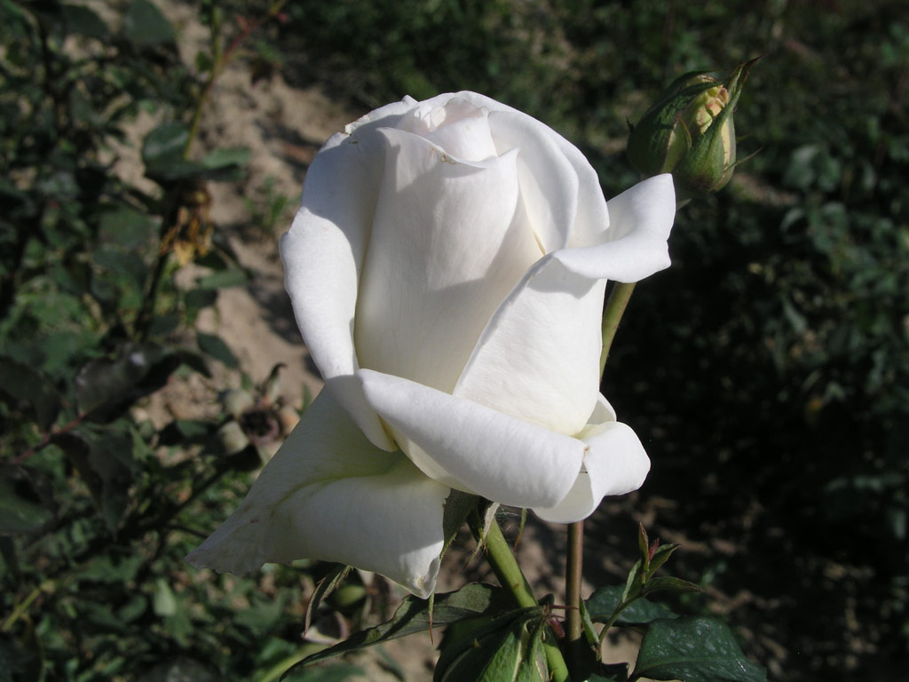 růže Palack