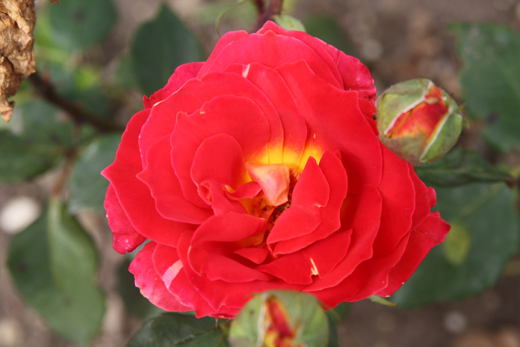 růže Palidander