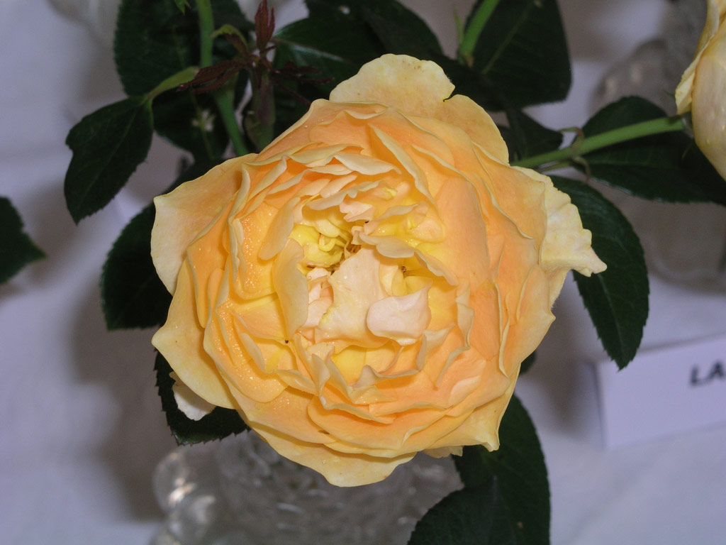 růže Paola (Kozolupy)