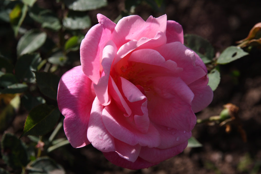 růže Papa Gontier