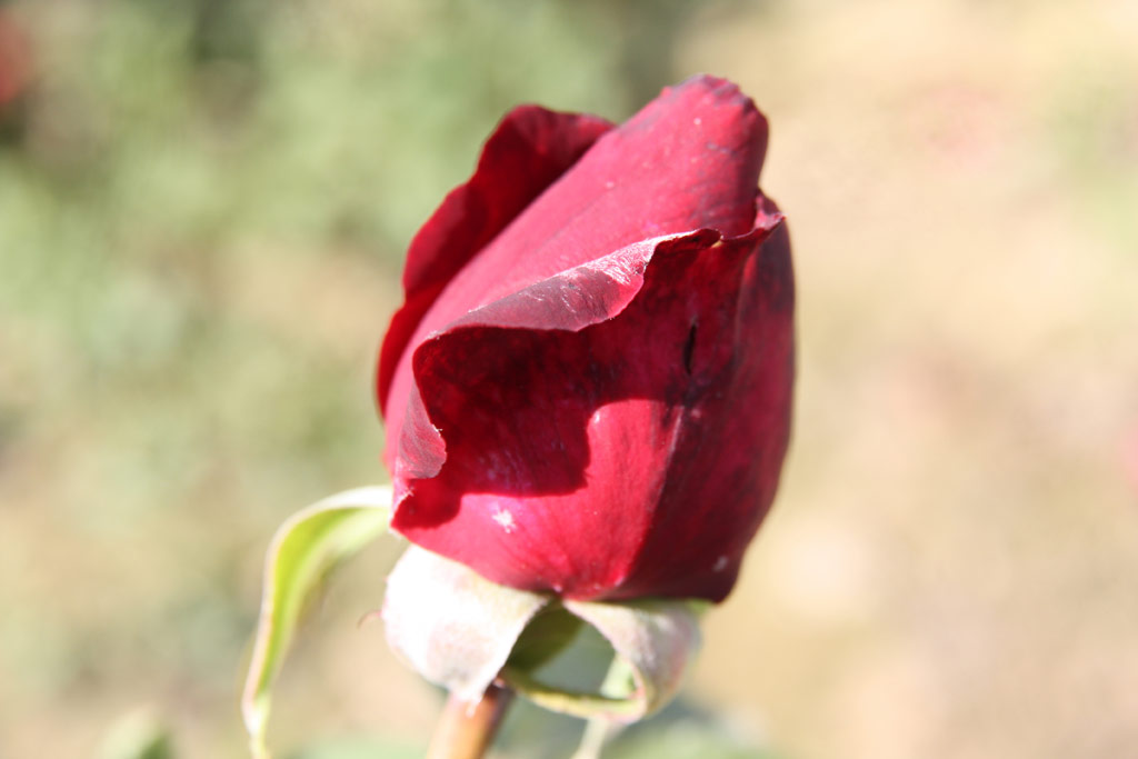 růže Papa Meilland