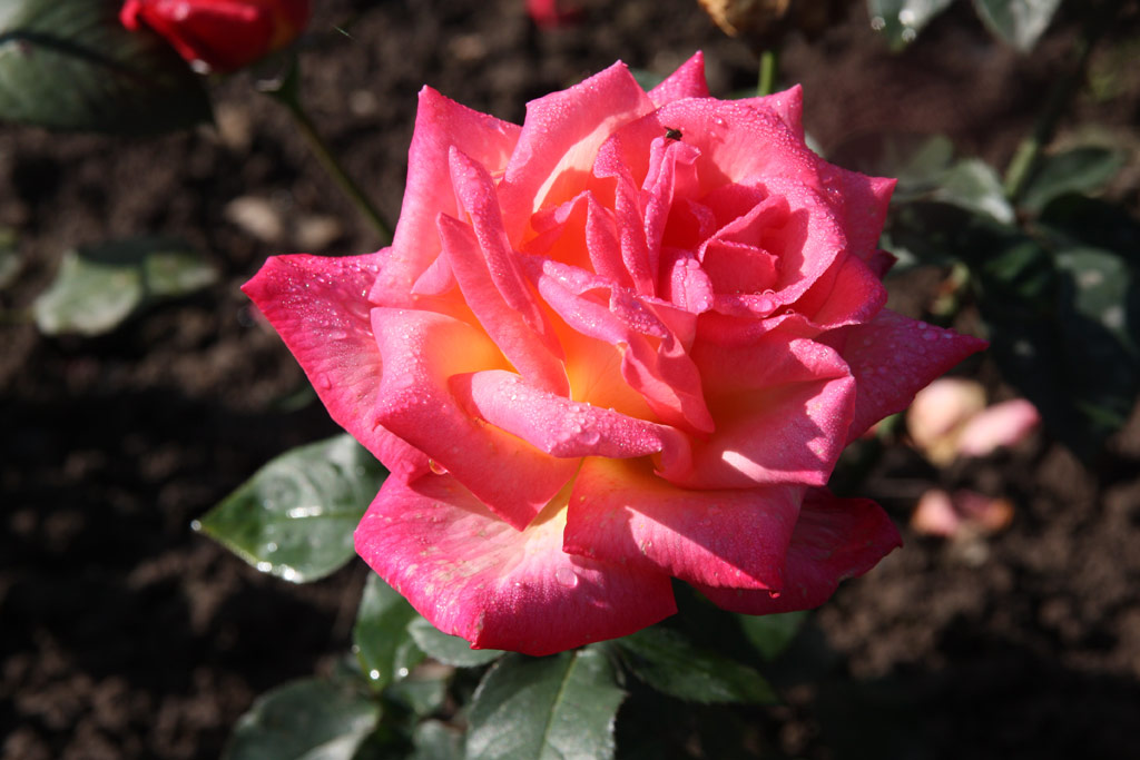 růže Papagena (VEG)