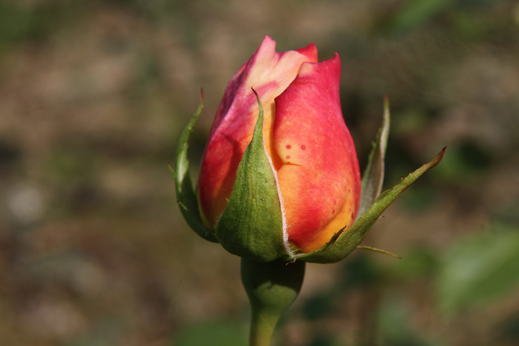 růže Papi Delbard