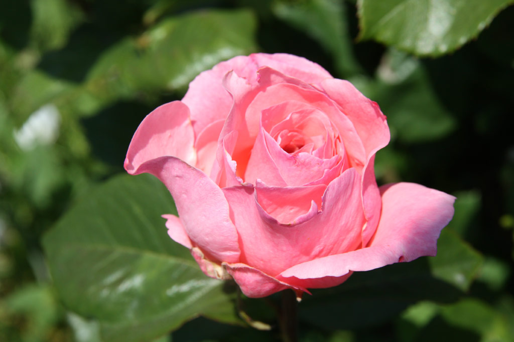 růže Papillon Rose