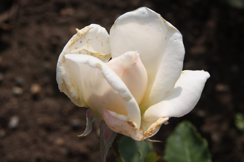 růže Parfum de la Neige
