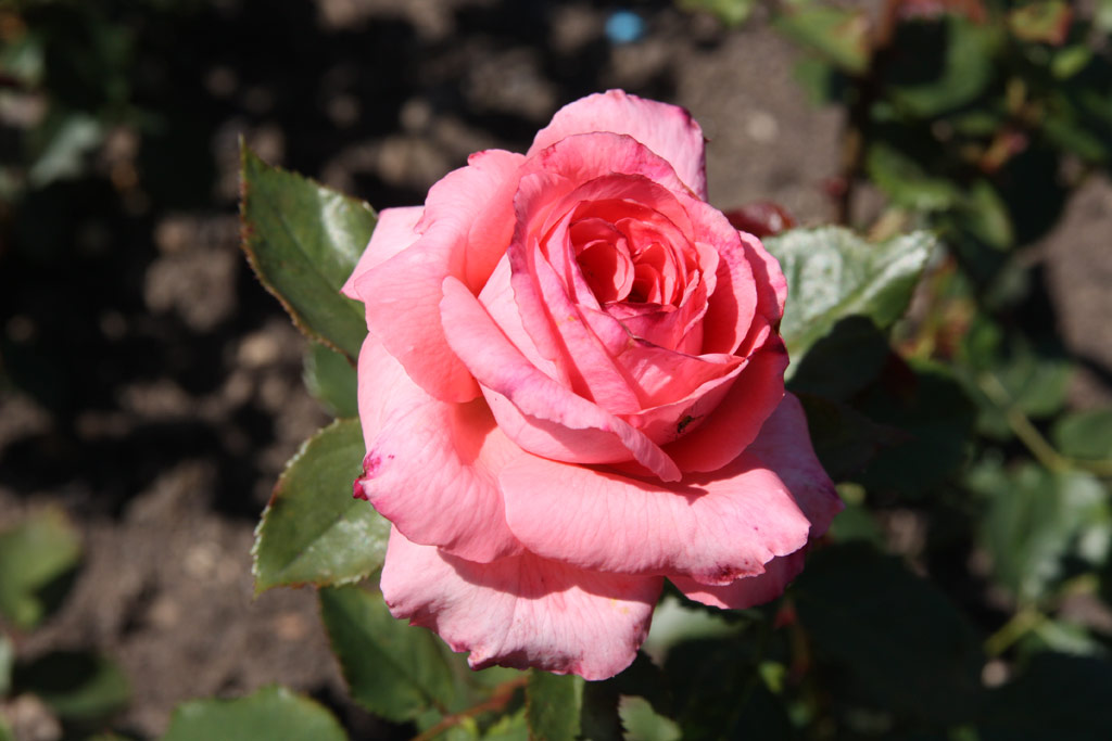 růže Pariser Charme