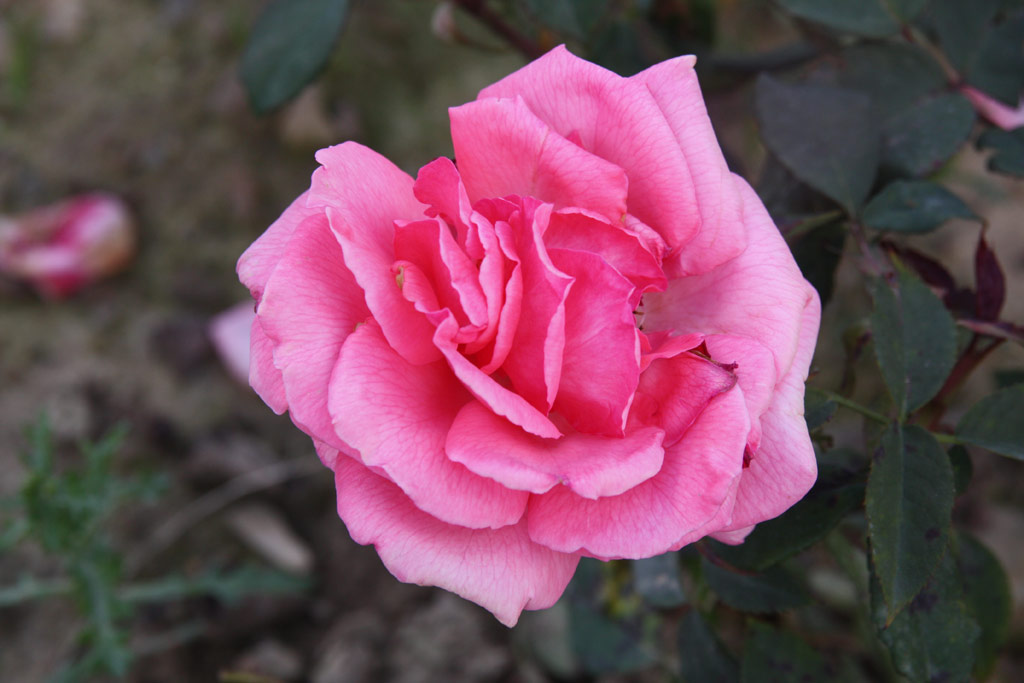 růže Pariser Charme