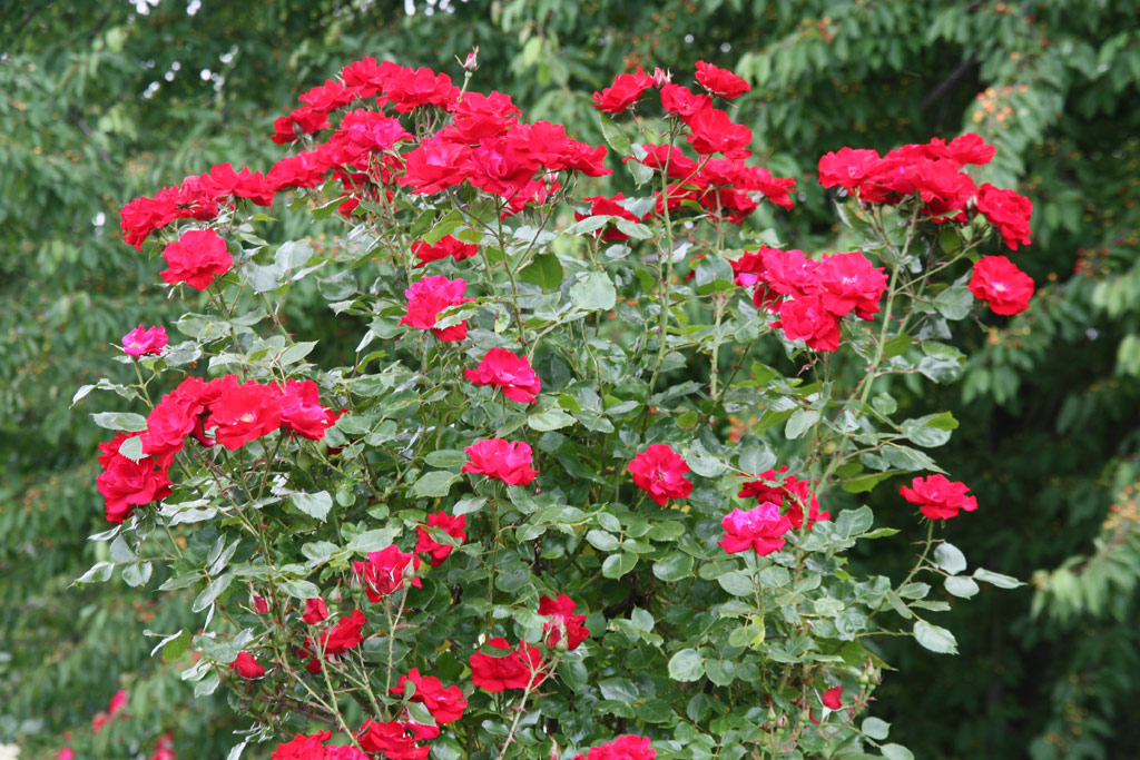 růže Parkdirektor Riggers