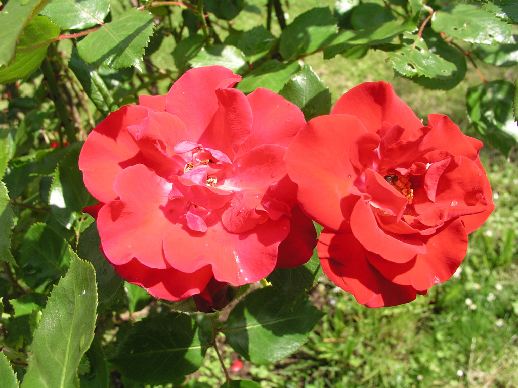 růže Parkdirektor Riggers