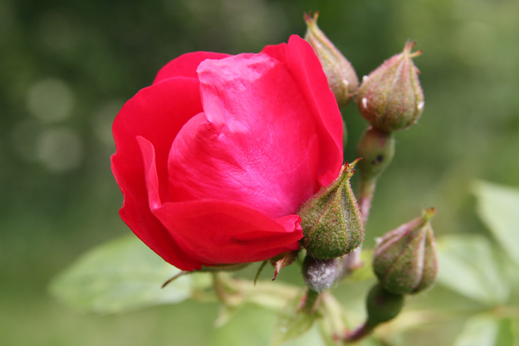 růže Parkfeuer