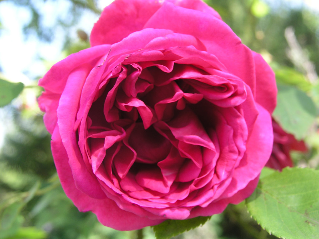 růže Parkjuwel