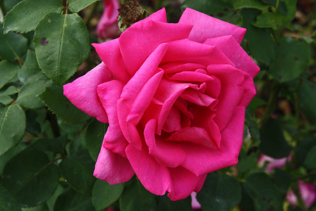 růže Parole